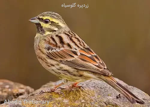 زردپره گلوسیاه